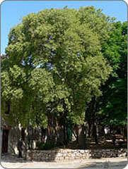 KOPRIVIĆ <br> visina <br> 100 cm