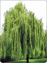 VRBA <br> PADAJUĆA<br> visina 150 cm VRBA <br> PADAJUĆA<br> visina 150 cm