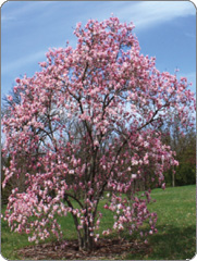 MAGNOLIJA<br> visina <br> 150 cm MAGNOLIJA<br> visina <br> 150 cm