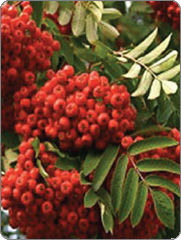 SORBUS <br> AUKUPARIJA <br> visina 150 cm SORBUS <br> AUKUPARIJA <br> visina 150 cm
